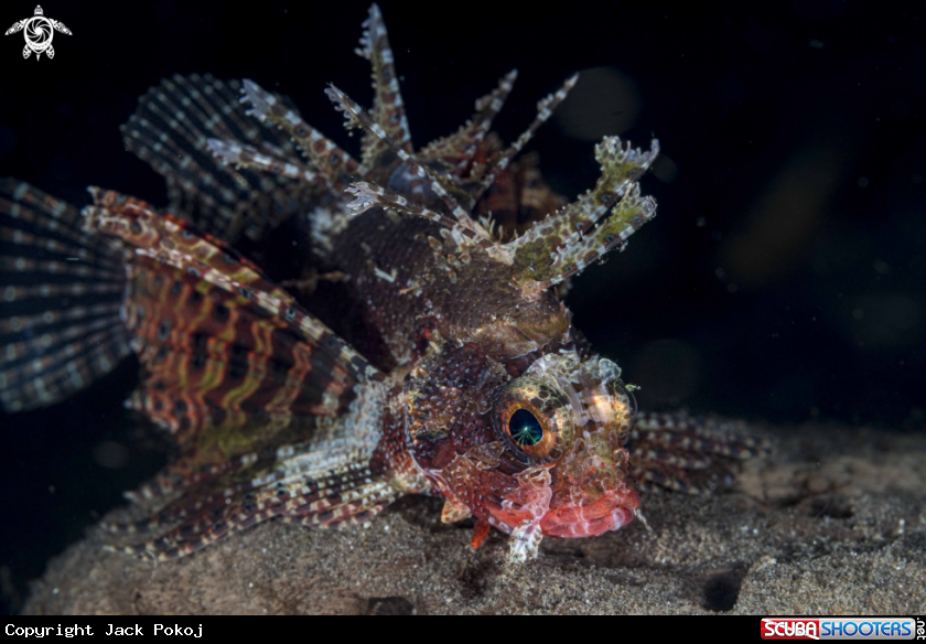 A Lionfish