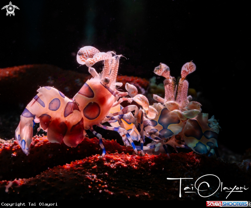 A Harlequin shrimp