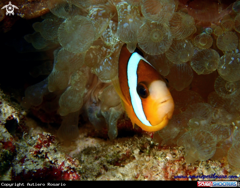 A Pesce pagliaccio in anemone