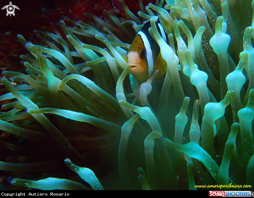 A Pesce pagliaccio in anemone 