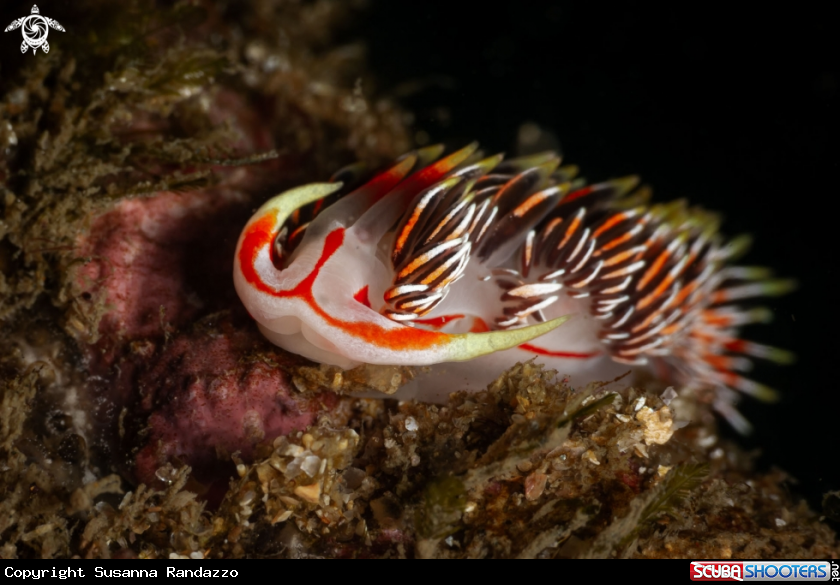 A Phidiana militaris nudibranch