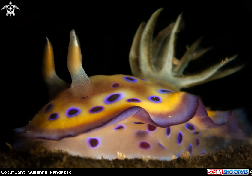 A Kune's chromodoris nudibranch