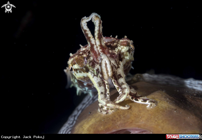 A Pygmy Cuttlefish