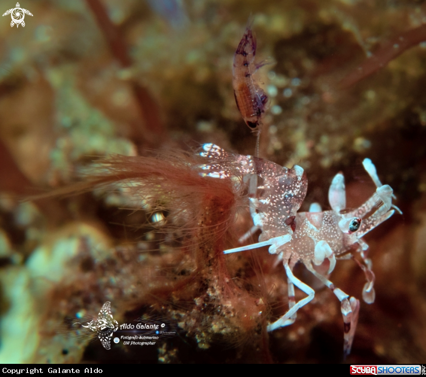 A Harlequin Shrimp Juvenil