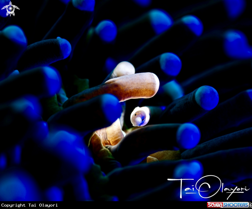 A Mushroom Coral Pipefish