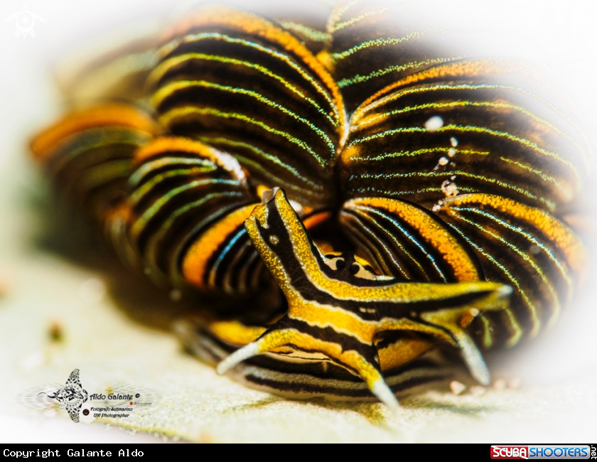 A Tiger Butterfly Seaslug (18 mm.)