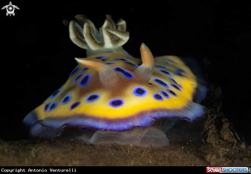 A Goniobranchus kuniei nudibranch