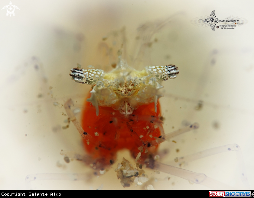 A Mushroom Coral Shrimp 