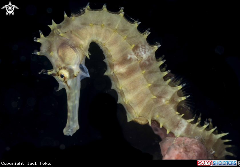 A Thorny Seahorse