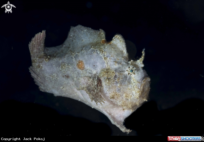 A Spotfin Frogfish