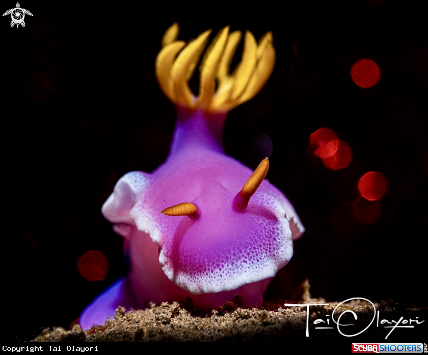 A Hypselodoris apolegma.