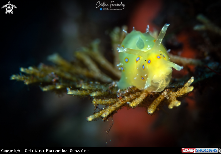 A Sea hare