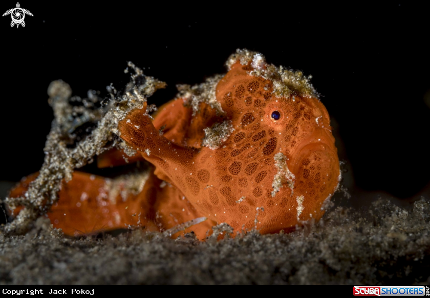 A Painted Frogfish