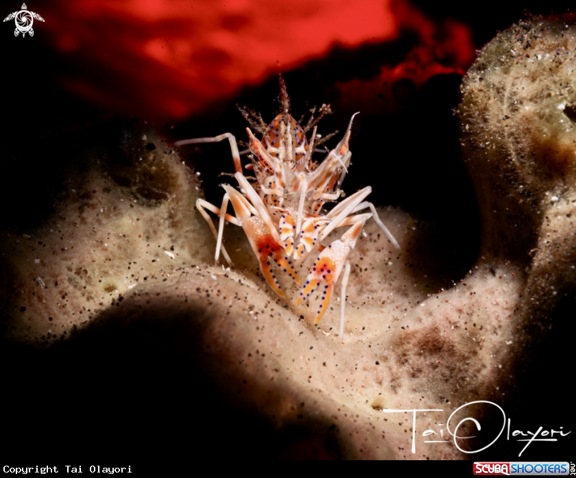 A Tiger shrimp