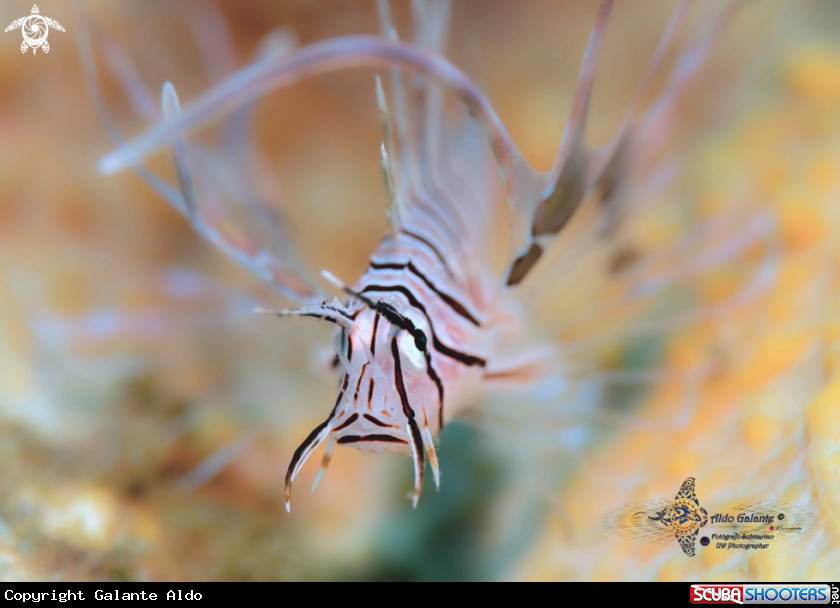 A Red Lion Fish Juvenil