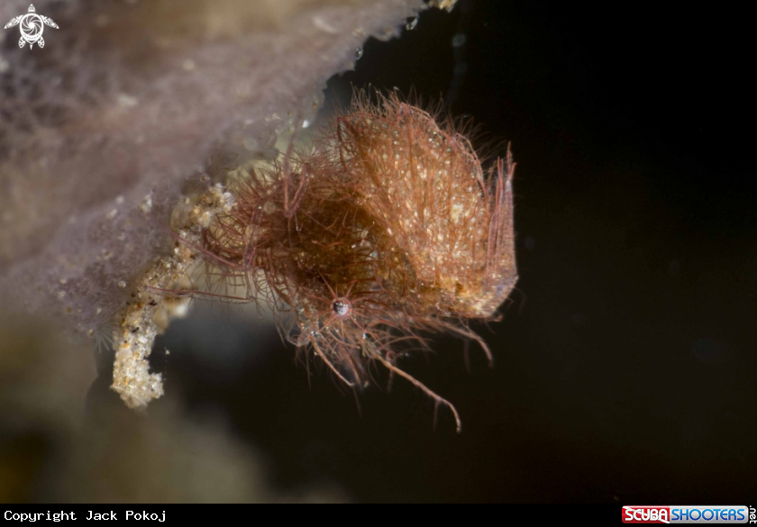 A Hairy Shrimp