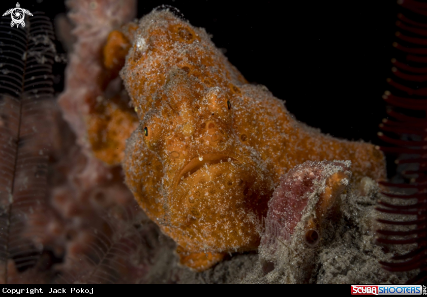 A Painted Frogfish