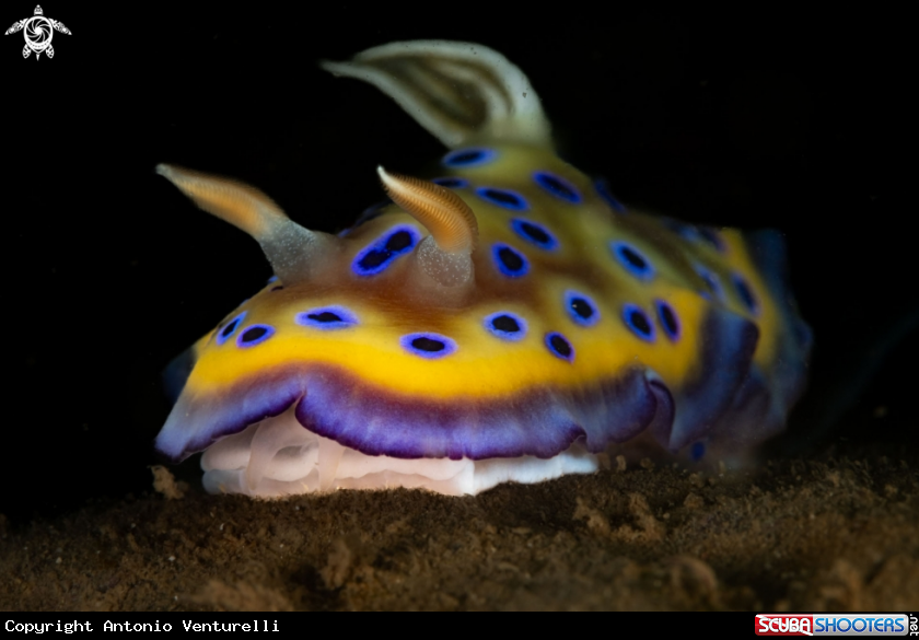 A Goniobranchus kuniei nudibranch