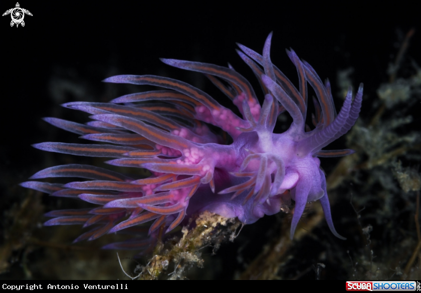 A Flabellina nudibranch