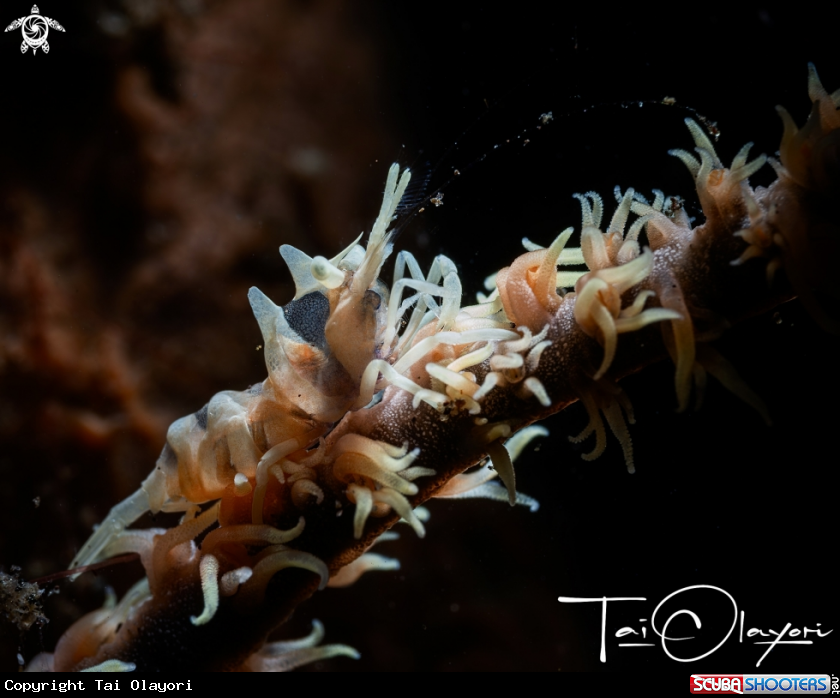 A Zanzibar Whip Coral Shrimp