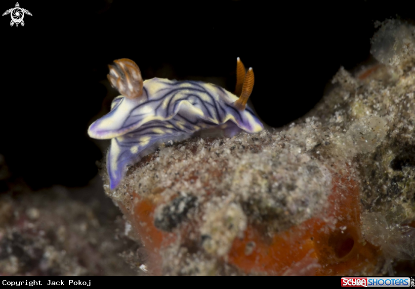 A Hypselodoris zephyra