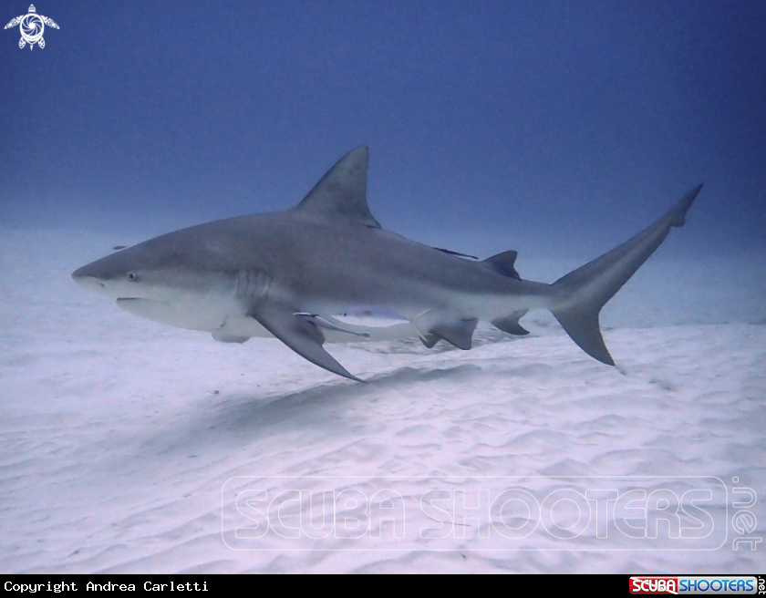 A Bull shark