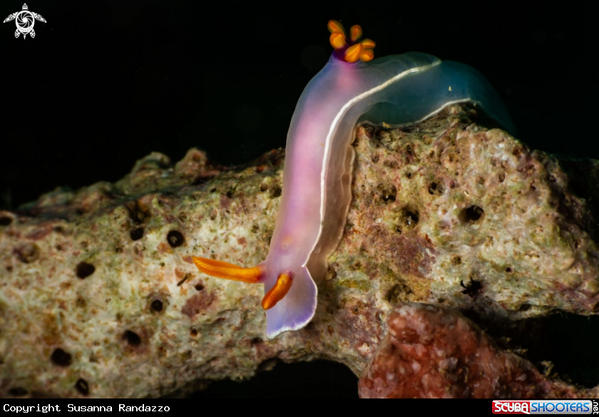 A Hypselodoris bullockii nudibranch