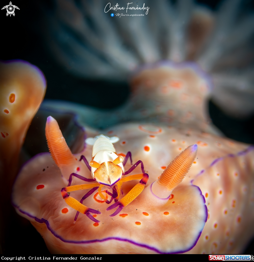 A Nudibranch