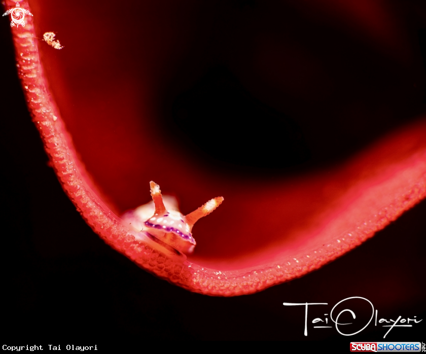 A Juvenile Spanish Lace Dancer