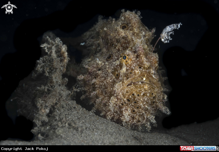 A Painted Frogfish