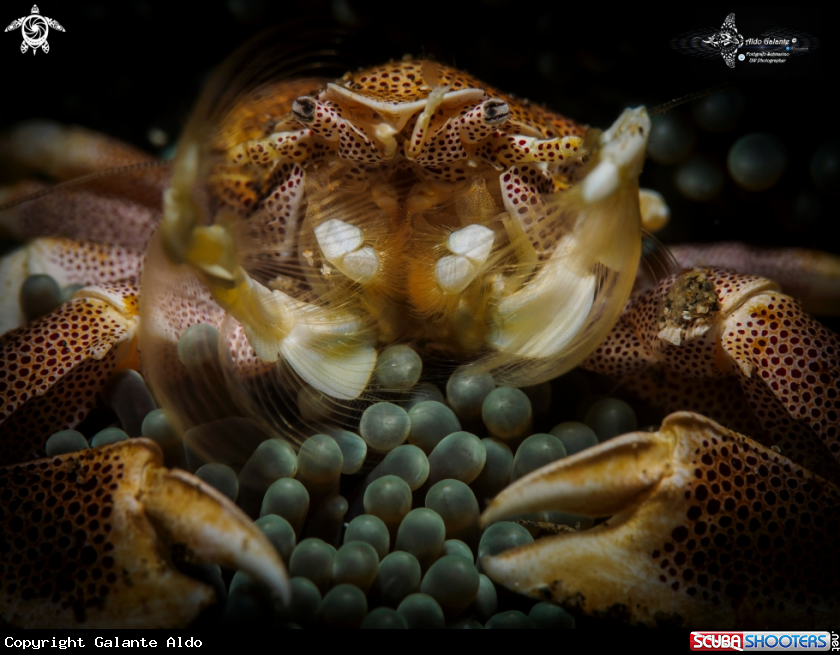 A Porcelain Crab