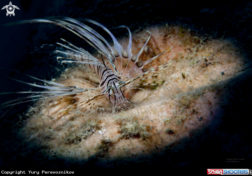 A Little Lion Fish