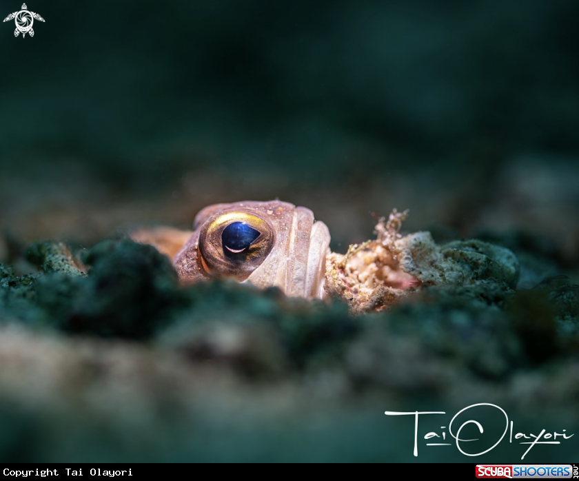 A Jawfish