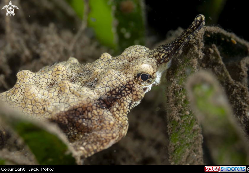 A Pegasus Sea Moth