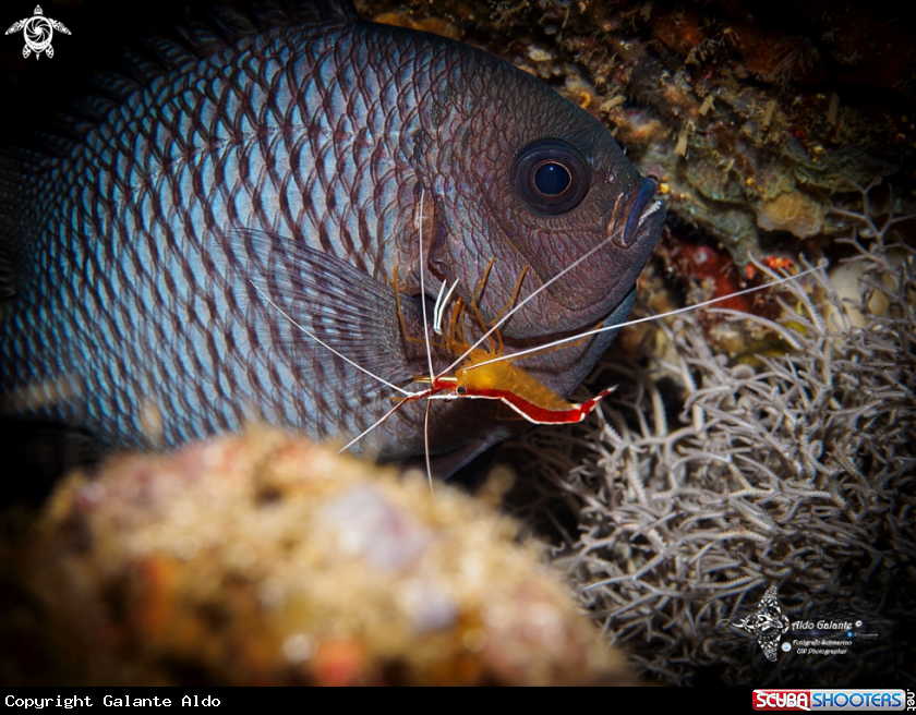 A Damselfish & Cleaner Shrimp