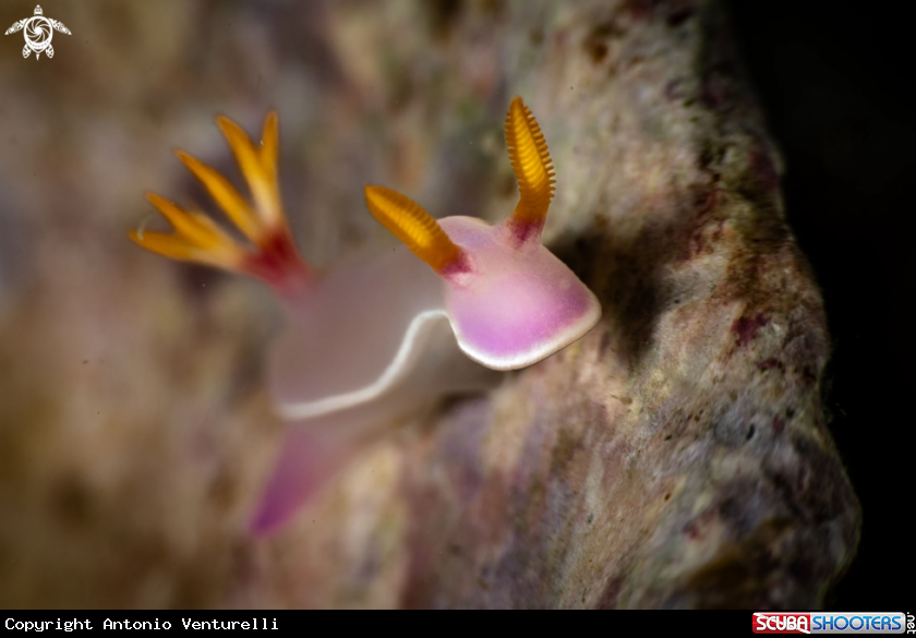 A Hypselodoris bullockii nudibranch