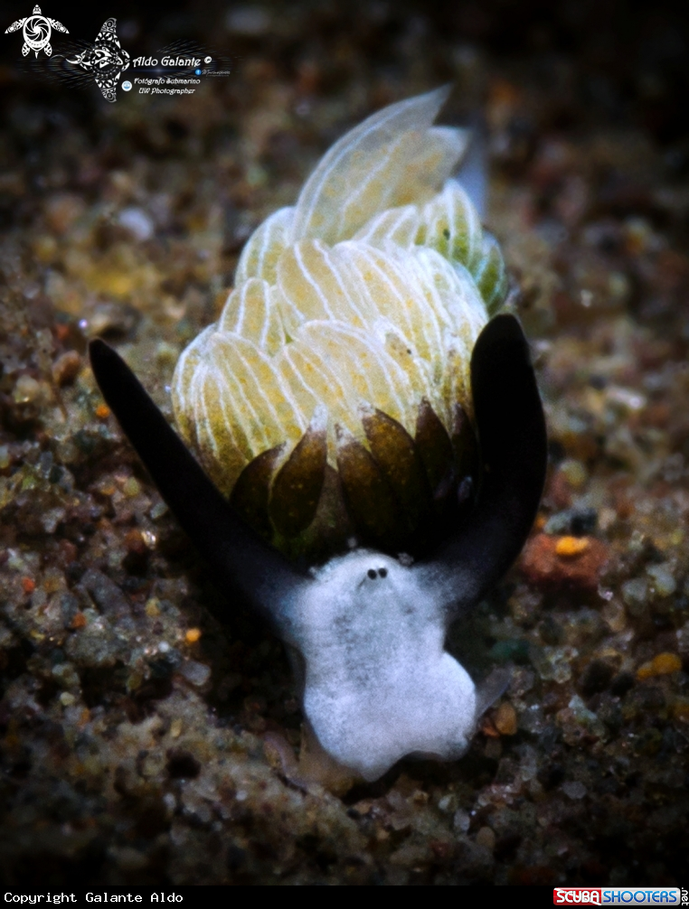 A Sea Slug