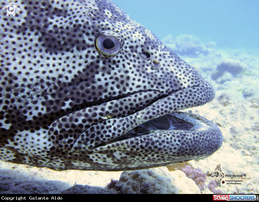 A Potato Grouper