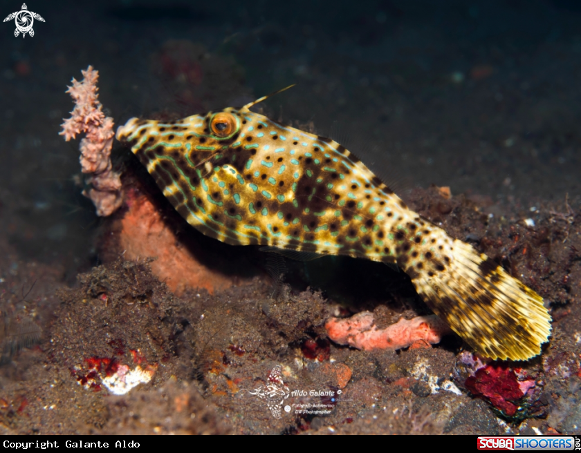 A Scribbled Leatherjacket Filefish