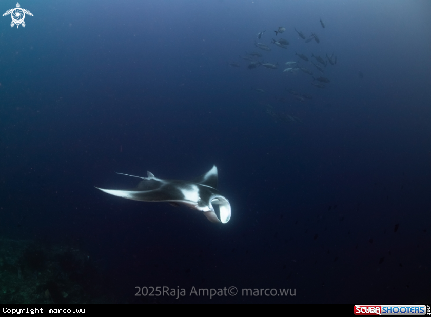 A manta