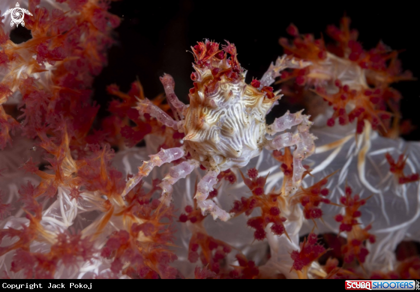 A Candy Crab