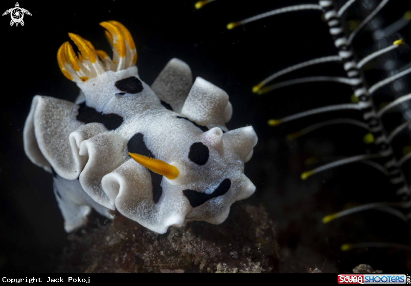 A Chromodoris alcalai