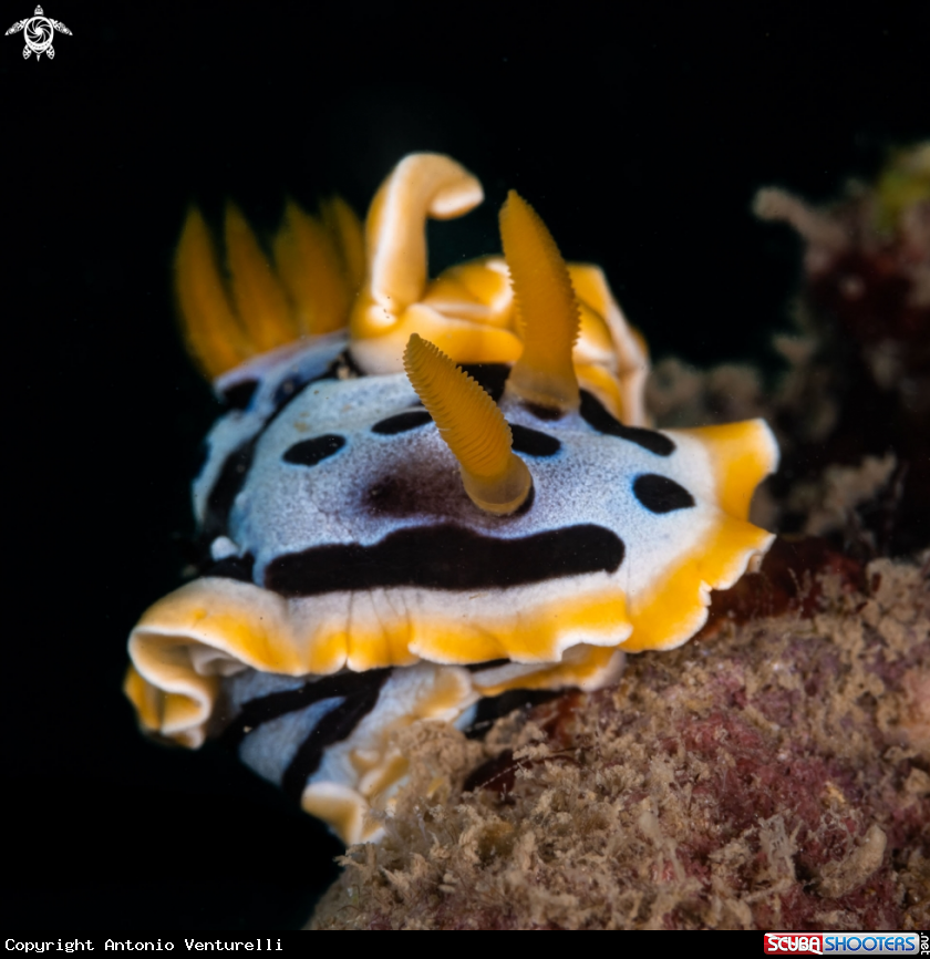 A Chromodoris quadricolor nudibranch