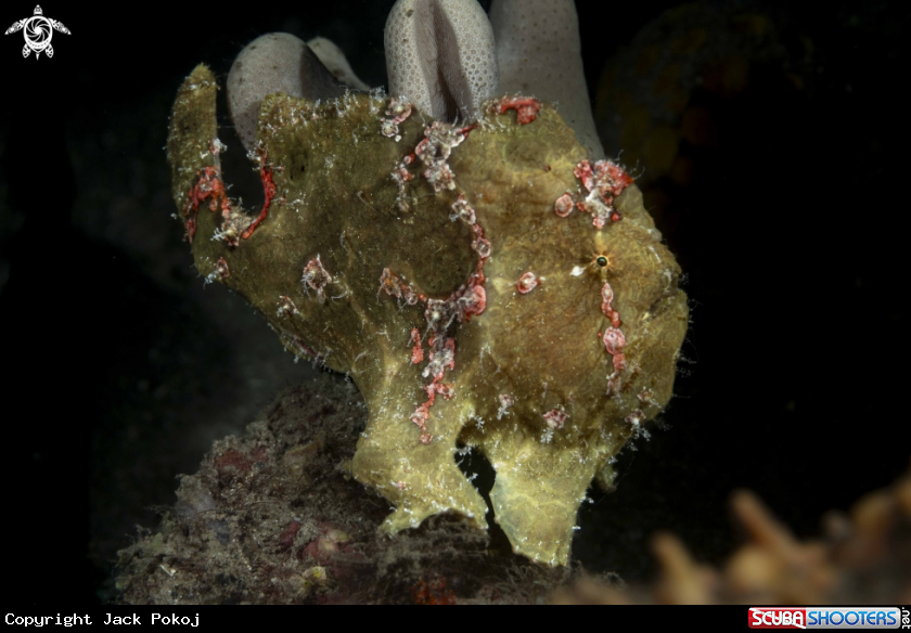 A Warty Frogfish