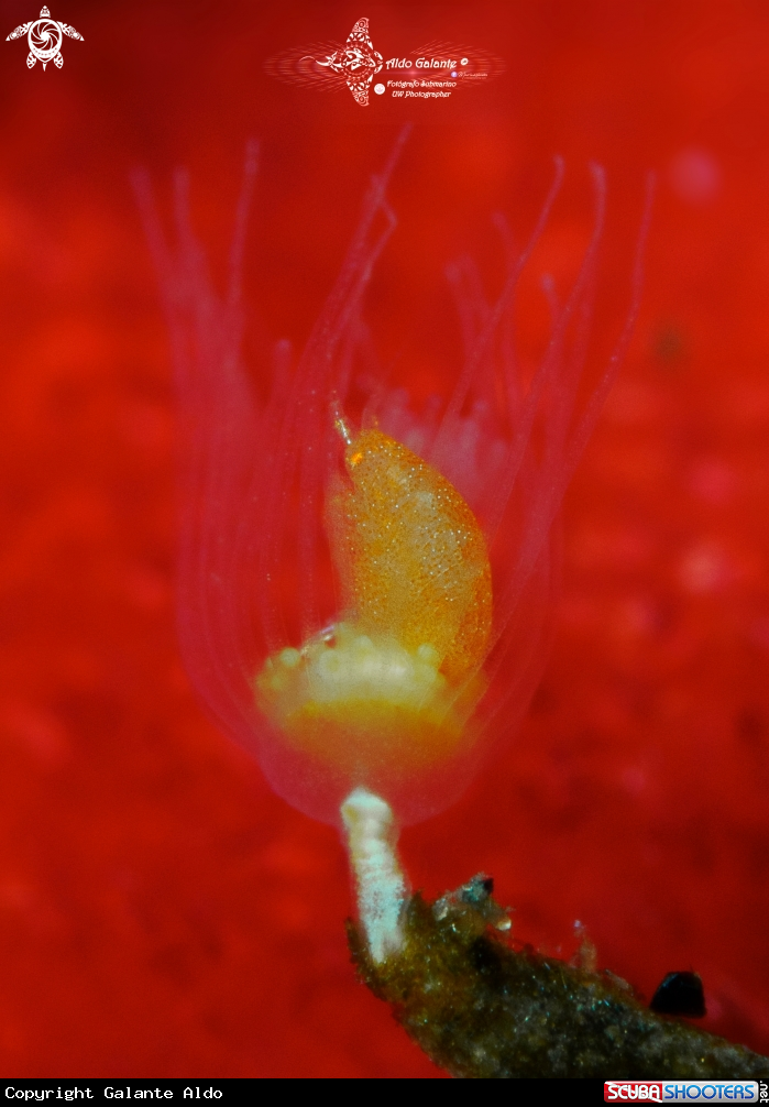 A Orange Ladybug Amphipod (2-5mm/0.078-0.196 inch)