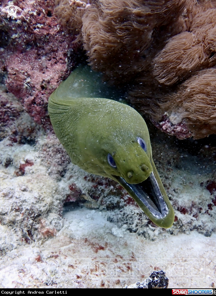 A Murena verde