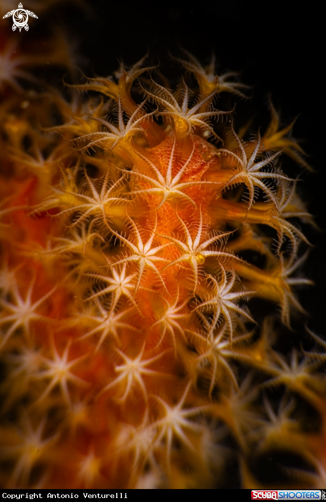 A Soft corals