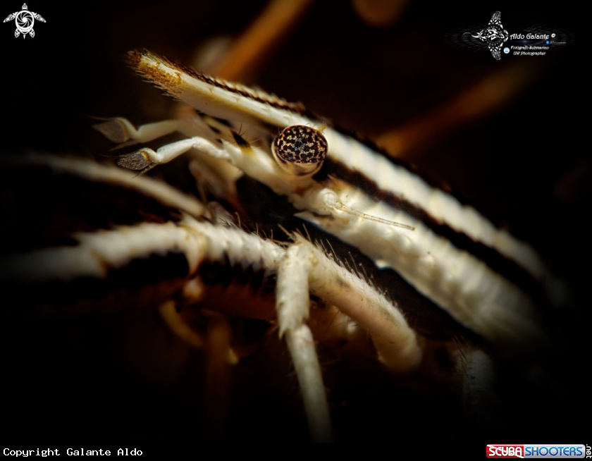 A Elegant Crinoid Squat Lobster