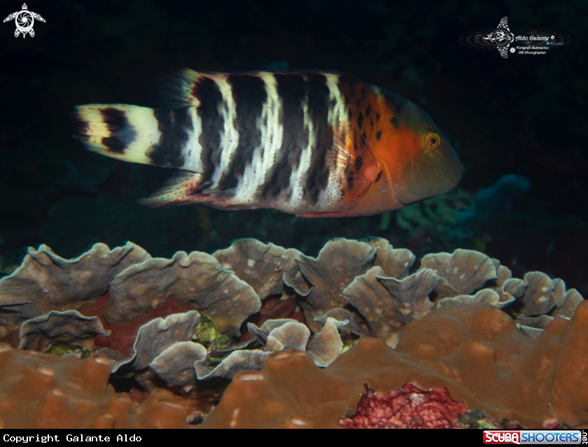 A Redbreasted Wrasse