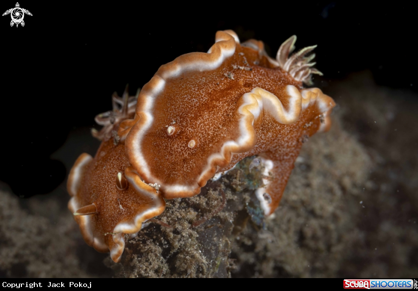 A Glossodoris rufomarginata